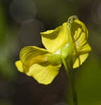 Humped bladderwort